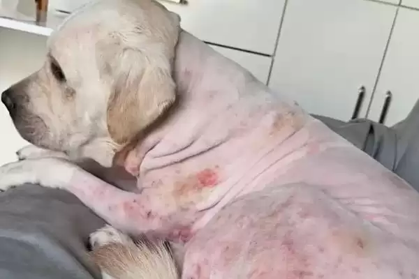 狗狗脓皮症反复咋解决,狗狗脓皮症需长时间用抗生素治疗吗插图1 狗狗脓皮症反复咋解决,狗狗脓皮症需长时间用抗生素治疗吗插图1