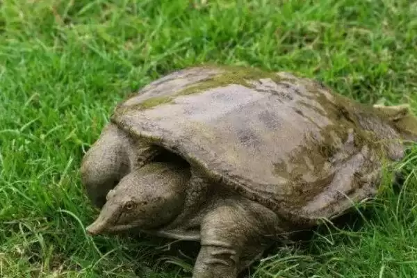 甲鱼鳖是同种真的是同一种,甲鱼和鳖的区别，真的是同一种动物？插图2