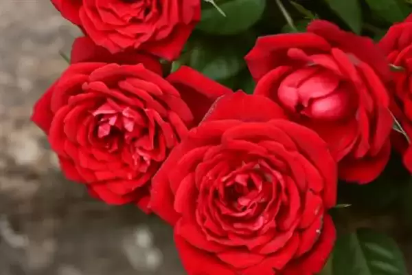 和女生第一次见面送什么花,和女生首次见面送郁金香、百合等花合适吗插图4 和女生第一次见面送什么花,和女生首次见面送郁金香、百合等花合适吗插图4