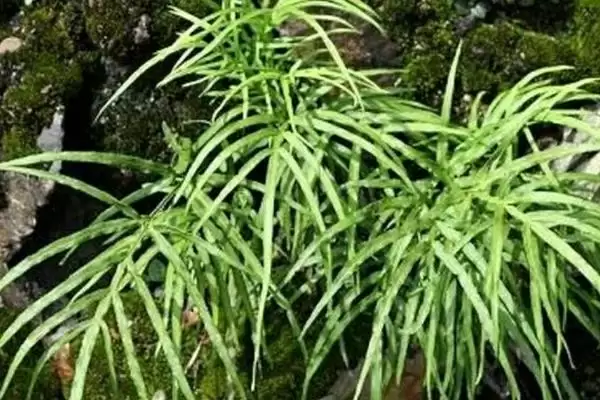 凤尾草生长环境 ,凤尾草生长在哪些地插图2 凤尾草生长环境 ,凤尾草生长在哪些地插图2