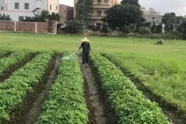 花生叶面施肥7-10天喷肥够吗,花生落针施叶面肥的方法,喷施频率对吗?插图2 花生叶面施肥7-10天喷肥够吗,花生落针施叶面肥的方法,喷施频率对吗?插图2