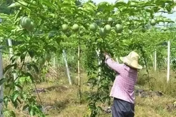 百香果枝条修剪问题,百香果枝条需要修剪吗插图4 百香果枝条修剪问题,百香果枝条需要修剪吗插图4