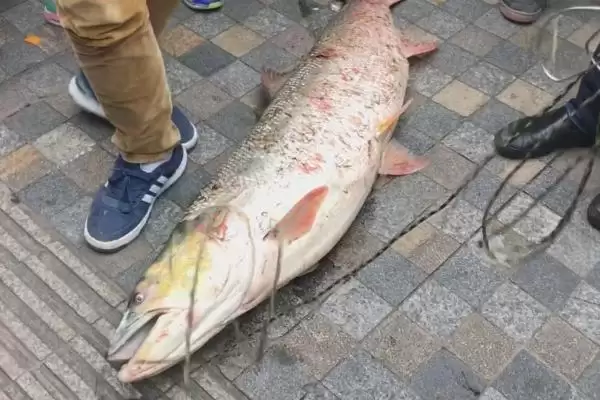 鳡鱼鱼类属性特点 ,鳡鱼是一种怎样的鱼类,有何特插图2 鳡鱼鱼类属性特点 ,鳡鱼是一种怎样的鱼类,有何特插图2