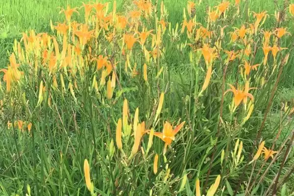 黄花菜种植时间春秋两季都能种,黄花菜的种植时间,具体时间准确吗?插图2 黄花菜种植时间春秋两季都能种,黄花菜的种植时间,具体时间准确吗?插图2
