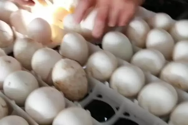 火鸭繁殖技术种蛋消毒后孵化,火鸭的繁殖技术,关键步骤是这个?插图5 火鸭繁殖技术种蛋消毒后孵化,火鸭的繁殖技术,关键步骤是这个?插图5