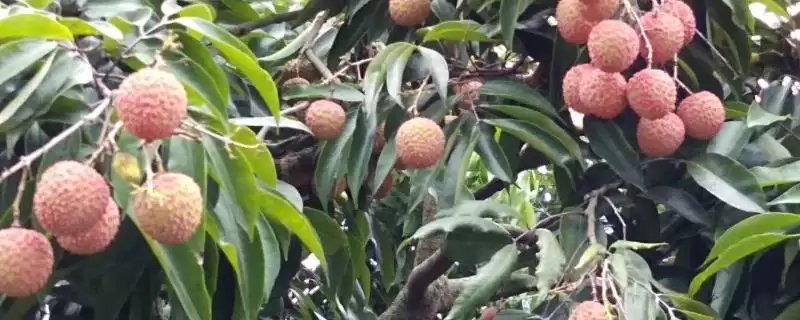 挂绿荔枝几月份上市售卖,挂绿荔枝6月下旬至7月上旬成熟上市吗插图 挂绿荔枝几月份上市售卖,挂绿荔枝6月下旬至7月上旬成熟上市吗插图