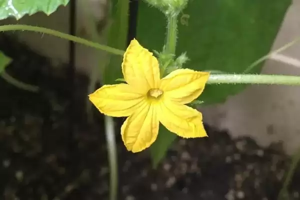 黄瓜只开雄花处理方法 ,平时控温遮光能解决黄瓜只开雄花插图5 黄瓜只开雄花处理方法 ,平时控温遮光能解决黄瓜只开雄花插图5