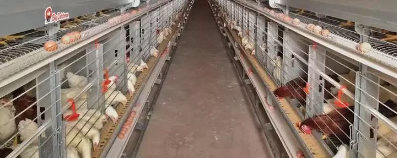 蛋鸡的优良品种种类介绍,蛋鸡有哪些比较好的品种种类插图 蛋鸡的优良品种种类介绍,蛋鸡有哪些比较好的品种种类插图