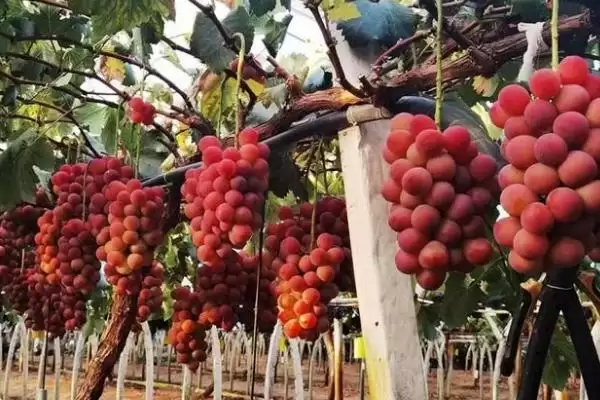 红玫瑰葡萄有哪些优点呢,红玫瑰葡萄产量高、易种植、抗病性好吗插图4 红玫瑰葡萄有哪些优点呢,红玫瑰葡萄产量高、易种植、抗病性好吗插图4