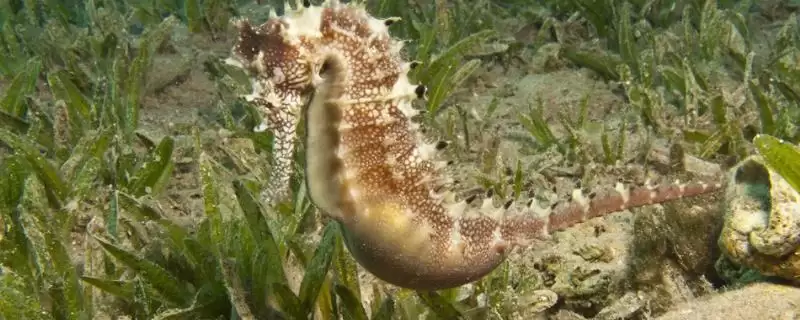 海马宝宝是海马爸爸生的吗,海马是唯一由雄性生产后代的动物吗插图 海马宝宝是海马爸爸生的吗,海马是唯一由雄性生产后代的动物吗插图