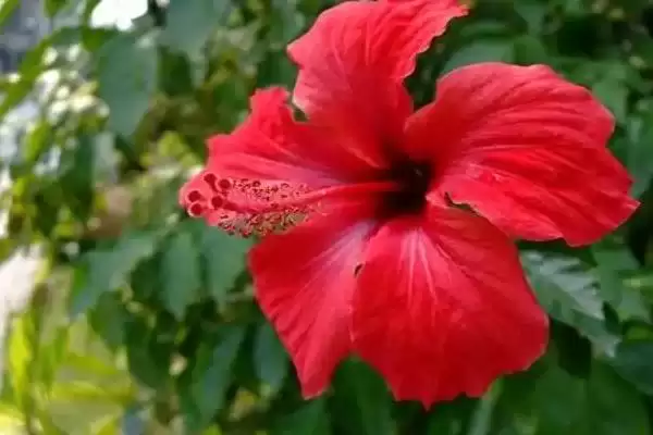 扶桑花品种类型 ,扶桑花常见的品种有哪些种类插图2 扶桑花品种类型 ,扶桑花常见的品种有哪些种类插图2