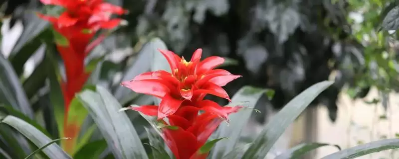 鸿运当头花干了如何修剪呢,鸿运当头花干了需从下方进行剪掉吗插图 鸿运当头花干了如何修剪呢,鸿运当头花干了需从下方进行剪掉吗插图