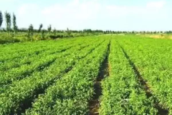 甘草田间管理技术 ,甘草田间管理有哪些关键的技术插图3 甘草田间管理技术 ,甘草田间管理有哪些关键的技术插图3
