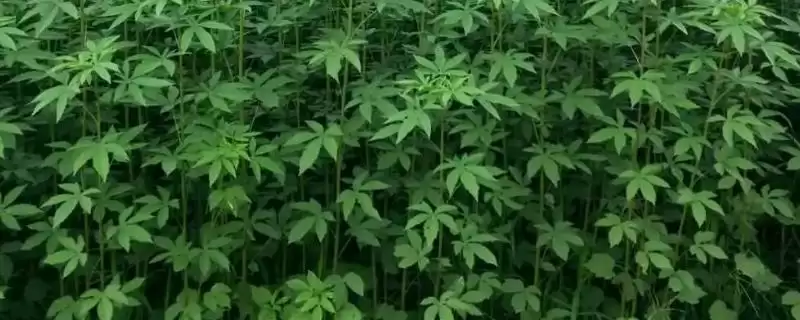 红麻属于哪种类型的植物呢,红麻是一年生或多年生草本植物吗插图 红麻属于哪种类型的植物呢,红麻是一年生或多年生草本植物吗插图