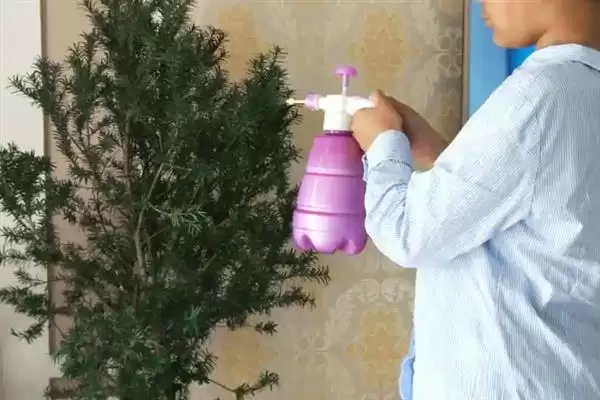 红豆杉叶片发黄是何原因呢,红豆杉叶片发黄因强光、虫害或施肥不当吗插图3 红豆杉叶片发黄是何原因呢,红豆杉叶片发黄因强光、虫害或施肥不当吗插图3