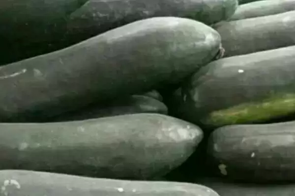 黑皮冬瓜的产地主要在哪呢,黑皮冬瓜在海南和广西等地适合生长吗插图1 黑皮冬瓜的产地主要在哪呢,黑皮冬瓜在海南和广西等地适合生长吗插图1