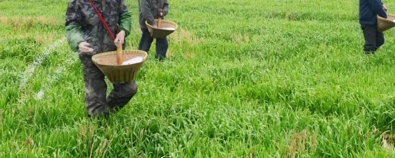 复合肥选购方法技巧 ,如何选购质量好的复合肥插图 复合肥选购方法技巧 ,如何选购质量好的复合肥插图
