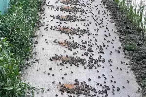 黑斑蛙怎么进行养殖好呢,黑斑蛙先喂鲜活诱饵再过渡到人工饲料养殖吗插图5 黑斑蛙怎么进行养殖好呢,黑斑蛙先喂鲜活诱饵再过渡到人工饲料养殖吗插图5