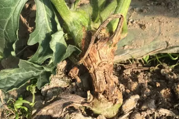 瓜类作物茎基部为何开裂,瓜类作物茎基部开裂因过量用氮肥吗插图2 瓜类作物茎基部为何开裂,瓜类作物茎基部开裂因过量用氮肥吗插图2