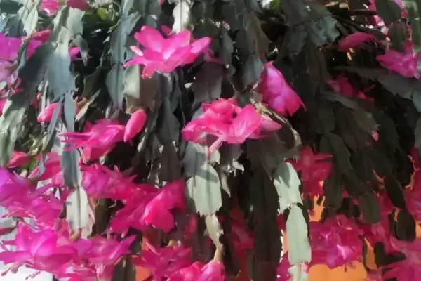 花卉盆栽推荐5种好养好看的是啥,花卉盆栽推荐,哪5种好养又好看呢?插图5 花卉盆栽推荐5种好养好看的是啥,花卉盆栽推荐,哪5种好养又好看呢?插图5