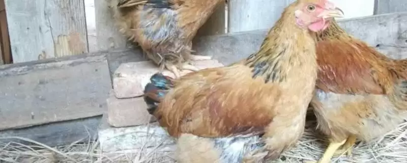 鸡胀气喂药问助消化药可行,鸡胀气喂什么药，助消化药或制霉菌素？-会东网