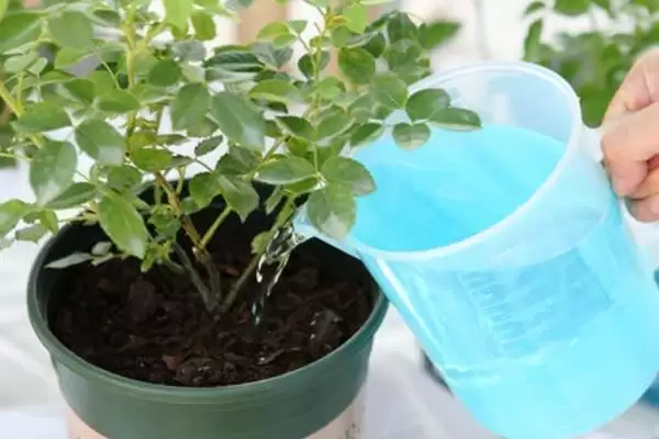 复合肥泡水浇花问题 ,复合肥能不能泡水后用来浇花插图1 复合肥泡水浇花问题 ,复合肥能不能泡水后用来浇花插图1