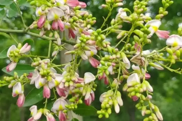 槐花开花时间每年4-5月开花吗,槐花几月开花,固定这个时间段吗?插图4 槐花开花时间每年4-5月开花吗,槐花几月开花,固定这个时间段吗?插图4