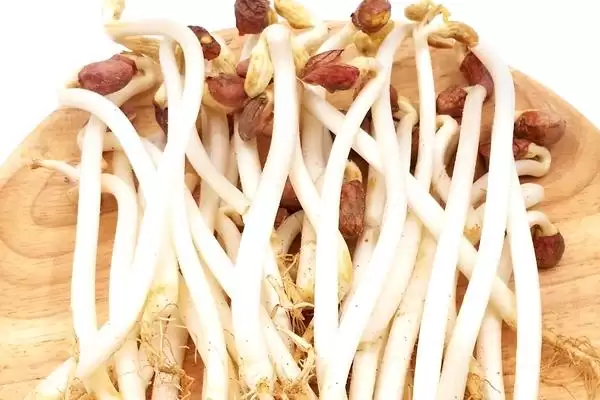 花生芽生产法四步骤能产出芽,花生芽是如何生产的,四个步骤可靠吗?插图2 花生芽生产法四步骤能产出芽,花生芽是如何生产的,四个步骤可靠吗?插图2