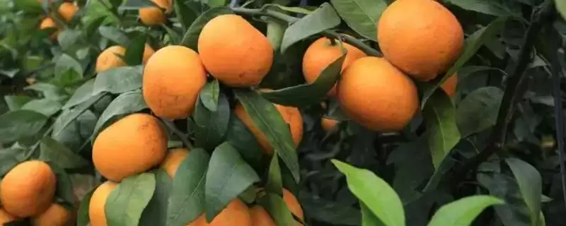 柑橘缺钙解决方法措施 ,柑橘缺钙该如何进行解决插图 柑橘缺钙解决方法措施 ,柑橘缺钙该如何进行解决插图