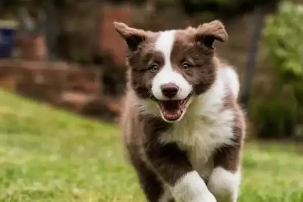 护卫犬品种知多少拉布拉多等常见吗,护卫犬有哪些品种,拉布拉多等常见不?插图4 护卫犬品种知多少拉布拉多等常见吗,护卫犬有哪些品种,拉布拉多等常见不?插图4
