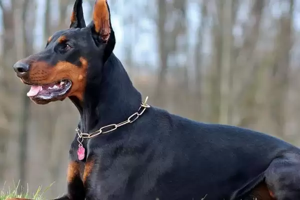 杜宾犬的智商排名,杜宾犬智商高吗在狗狗中排第几插图2 杜宾犬的智商排名,杜宾犬智商高吗在狗狗中排第几插图2