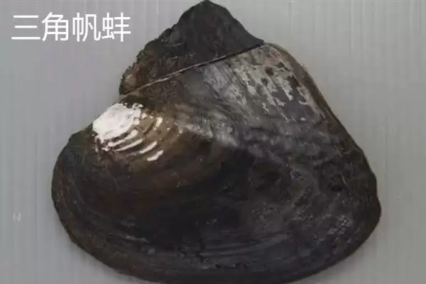 河蚌一年可以长到啥程度,河蚌一年体重能长到1-2斤左右吗插图9 河蚌一年可以长到啥程度,河蚌一年体重能长到1-2斤左右吗插图9