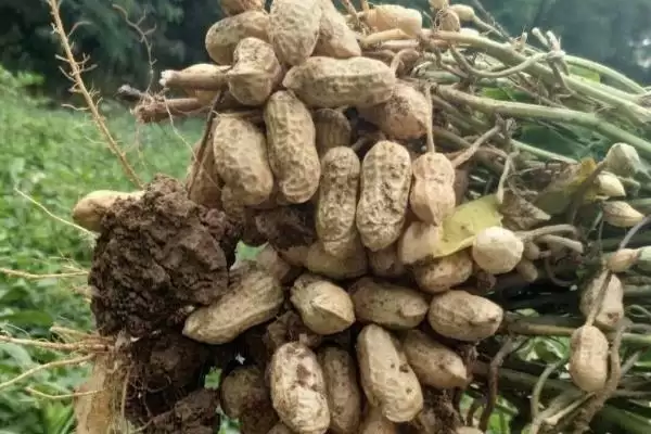 花生种子品种鲁花9号10号好吗,花生种子哪个品种好,有哪些优良品种?插图6 花生种子品种鲁花9号10号好吗,花生种子哪个品种好,有哪些优良品种?插图6