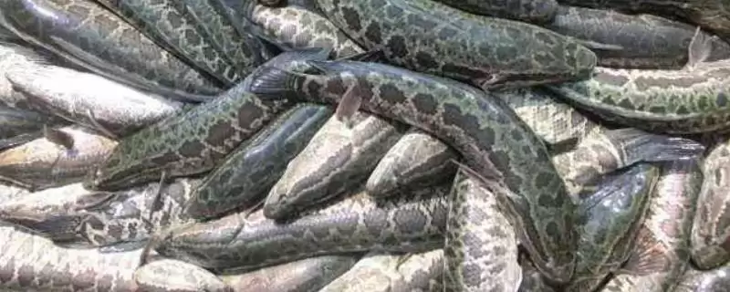 黑鱼的养殖技术有哪些呢,黑鱼养殖选健壮无病虫害优质鱼苗吗插图 黑鱼的养殖技术有哪些呢,黑鱼养殖选健壮无病虫害优质鱼苗吗插图