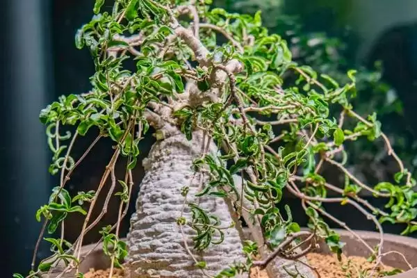 火星人植物需求喜温暖光照充足,火星人植物对生长环境的要求,是这样吗?插图2 火星人植物需求喜温暖光照充足,火星人植物对生长环境的要求,是这样吗?插图2