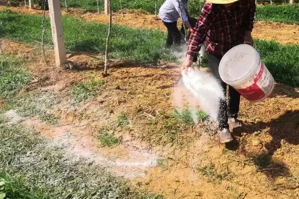 果园能否使用含氯化肥呢,果园可以使用含氯化肥但需严控数量吗插图1 果园能否使用含氯化肥呢,果园可以使用含氯化肥但需严控数量吗插图1