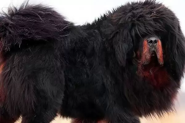给藏獒起名方法技巧 ,给藏獒起名有哪些方法和技巧插图2 给藏獒起名方法技巧 ,给藏獒起名有哪些方法和技巧插图2