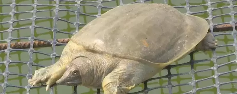 甲鱼鳖龟区别主要指两种动物,甲鱼、鳖、王八、乌龟的区别,是这样吗?插图 甲鱼鳖龟区别主要指两种动物,甲鱼、鳖、王八、乌龟的区别,是这样吗?插图