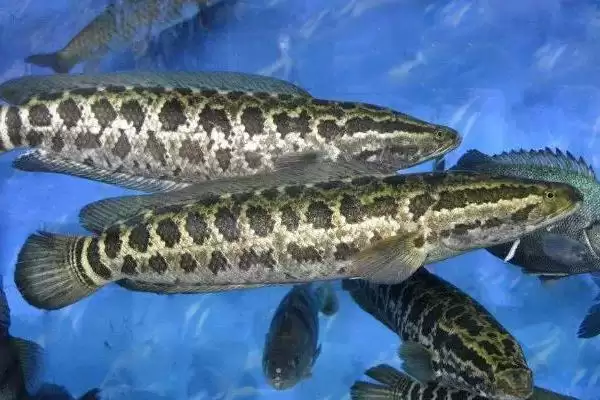 黑鱼是海水鱼还是淡水鱼呢,黑鱼是一种淡水底栖性的鱼类吗插图2 黑鱼是海水鱼还是淡水鱼呢,黑鱼是一种淡水底栖性的鱼类吗插图2