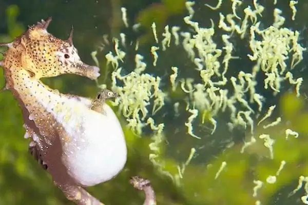 海马宝宝是海马爸爸生的吗,海马是唯一由雄性生产后代的动物吗插图1 海马宝宝是海马爸爸生的吗,海马是唯一由雄性生产后代的动物吗插图1