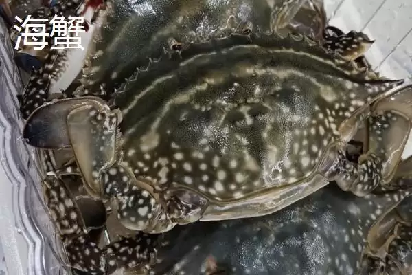 河蟹和海蟹哪个更好吃呢,河蟹肉质相比海蟹更为细嫩、紧实吗插图2