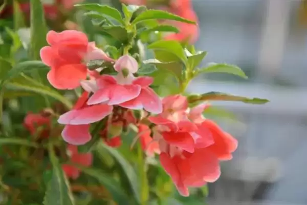 凤仙花花语寓意 ,凤仙花的花语有什么含义和寓插图2 凤仙花花语寓意 ,凤仙花的花语有什么含义和寓插图2