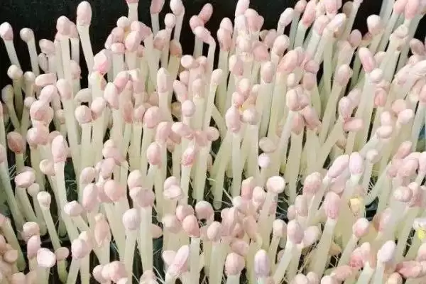 花生芽生产法四步骤能产出芽,花生芽是如何生产的,四个步骤可靠吗?插图3 花生芽生产法四步骤能产出芽,花生芽是如何生产的,四个步骤可靠吗?插图3