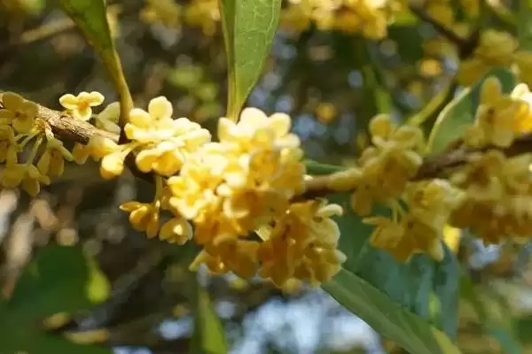 桂花掉叶子是何原因导致,桂花掉叶子因光照、盆土等方面不当吗插图3