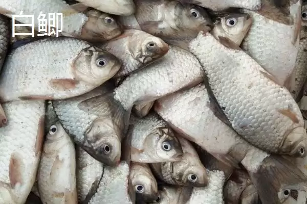 鲫鱼外观特点不同品种有差异,鲫鱼的外观,外观差异体现在哪?插图2 鲫鱼外观特点不同品种有差异,鲫鱼的外观,外观差异体现在哪?插图2