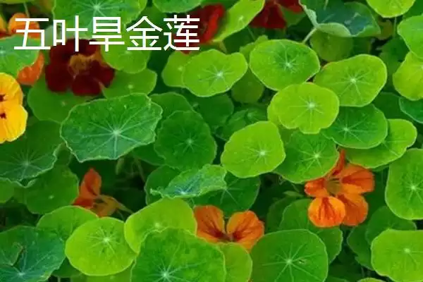 旱金莲有哪些优质品种呢,三色、天蓝旱金莲等是旱金莲优质品种吗插图4 旱金莲有哪些优质品种呢,三色、天蓝旱金莲等是旱金莲优质品种吗插图4