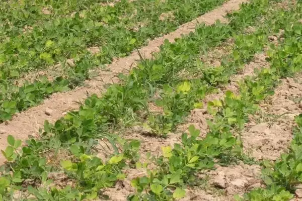 花生高产栽培掌握5要点就能高产,花生高产栽培技术,关键要点有哪些?插图5 花生高产栽培掌握5要点就能高产,花生高产栽培技术,关键要点有哪些?插图5