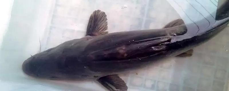 鮰鱼价格差异不同地区价不同,鮰鱼的价格,价格差异在哪?插图 鮰鱼价格差异不同地区价不同,鮰鱼的价格,价格差异在哪?插图