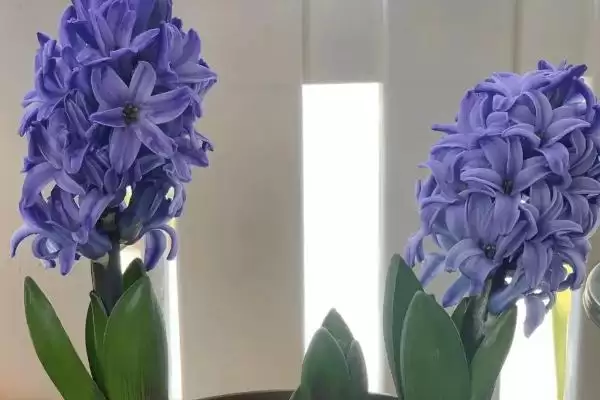 风信子不长根种球环境因素,风信子不长根的原因,是这些因素导致?插图1 风信子不长根种球环境因素,风信子不长根的原因,是这些因素导致?插图1