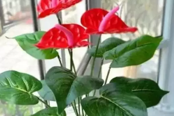 红掌能进行水培这种方式吗,红掌进行水培保持环境湿润很重要吗插图2 红掌能进行水培这种方式吗,红掌进行水培保持环境湿润很重要吗插图2